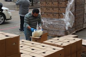 Worker removing milk jugs from boxes